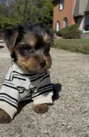 O’rion , a male Yorkshire Terrier for sale in Dayton, OH – 6 of 10