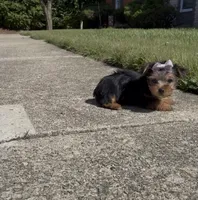 Tulip , a female Yorkshire Terrier for sale in Dayton, OH – 4 of 9