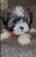 Giuseppe, a male Mal Shi for sale in Dayton, OH – 1 of 5
