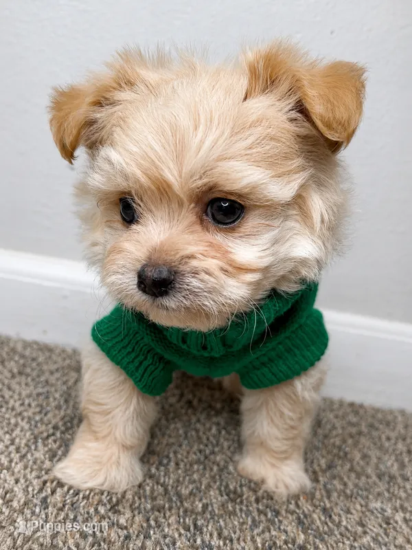Theo  – Maltipoo puppy for sale in Dayton, OH