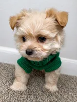 Theo , a male Maltipoo for sale in Dayton, OH – 1 of 7