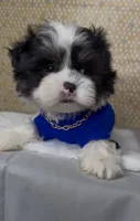 Zorro Valentino , a male Mal Shi for sale in Dayton, OH – 5 of 9