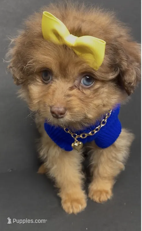 Honey D’ior  – Pomeranian, Poodle - Toy  puppy for sale in Dayton, OH