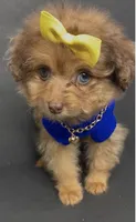 Honey D’ior , a female Pomeranian and Poodle - Toy  for sale in Dayton, OH – 1 of 7