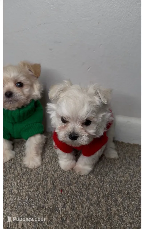 Mr. – Maltipoo puppy for sale in Dayton, OH