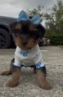Promise , a female Yorkshire Terrier for sale in Dayton, OH – 1 of 9