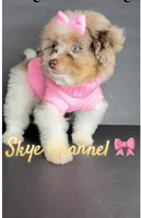 Skye Channel , a female Pomeranian and Poodle - Toy  for sale in Dayton, OH – 1 of 9