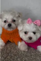 Archie , a male Maltipoo for sale in Dayton, OH – 6 of 7