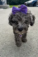 Stormi , a female Poodle - Toy  for sale in Dayton, OH – 4 of 6