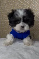 Zorro Valentino , a male Mal Shi for sale in Dayton, OH – 3 of 9