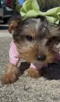 Coco , a female Yorkshire Terrier for sale in Dayton, OH – 5 of 8