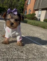 Tulip , a female Yorkshire Terrier for sale in Dayton, OH – 9 of 9