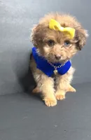 Honey D’ior , a female Pomeranian and Poodle - Toy  for sale in Dayton, OH – 4 of 7