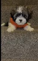 Giuseppe, a male Mal Shi for sale in Dayton, OH – 2 of 5