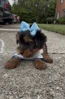 Promise , a female Yorkshire Terrier for sale in Dayton, OH – 5 of 9