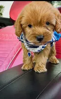 SAIGE , a female Poodle - Toy  for sale in Dayton, OH – 8 of 8