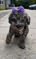Stormi , a female Poodle - Toy  for sale in Dayton, OH – 6 of 6