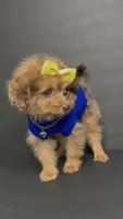 Honey D’ior , a female Pomeranian and Poodle - Toy  for sale in Dayton, OH – 3 of 7
