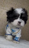 Zorro Valentino , a male Mal Shi for sale in Dayton, OH – 7 of 9