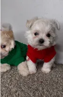 Mr., a male Maltipoo for sale in Dayton, OH – 3 of 9
