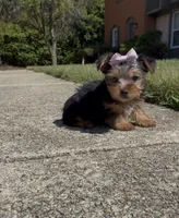 Tulip , a female Yorkshire Terrier for sale in Dayton, OH – 2 of 9