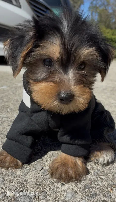 Bronx  – Yorkshire Terrier puppy for sale in Dayton, OH