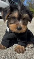 Bronx , a male Yorkshire Terrier for sale in Dayton, OH – 1 of 7