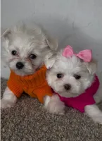 Archie , a male Maltipoo for sale in Dayton, OH – 7 of 7