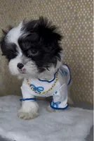 Zorro Valentino , a male Mal Shi for sale in Dayton, OH – 4 of 9