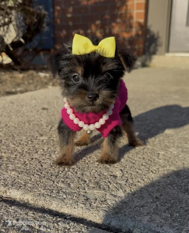Armani  – Yorkshire Terrier puppy for sale in Dayton, OH