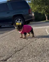 Armani , a female Yorkshire Terrier for sale in Dayton, OH – Photo 5 of 10