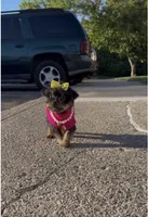 Armani , a female Yorkshire Terrier for sale in Dayton, OH – Photo 4 of 10