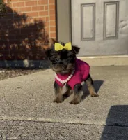 Armani , a female Yorkshire Terrier for sale in Dayton, OH – Photo 6 of 10