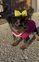 Armani , a female Yorkshire Terrier for sale in Dayton, OH – Photo 7 of 10