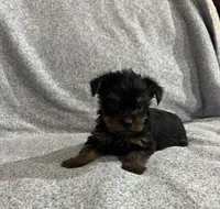 Armani , a female Yorkshire Terrier for sale in Dayton, OH – Photo 10 of 10
