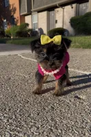 Armani , a female Yorkshire Terrier for sale in Dayton, OH – Photo 9 of 10