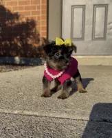 Armani , a female Yorkshire Terrier for sale in Dayton, OH – Photo 2 of 10