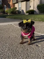 Armani , a female Yorkshire Terrier for sale in Dayton, OH – Photo 3 of 10