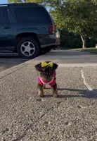 Armani , a female Yorkshire Terrier for sale in Dayton, OH – Photo 8 of 10