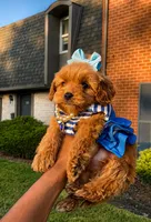 SAIGE , a female Poodle - Toy  for sale in Dayton, OH – 3 of 8