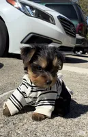 O’rion , a male Yorkshire Terrier for sale in Dayton, OH – 4 of 10