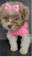 Skye Channel , a female Pomeranian and Poodle - Toy  for sale in Dayton, OH – 6 of 9