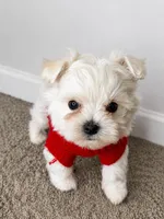 Mr., a male Maltipoo for sale in Dayton, OH – 5 of 9