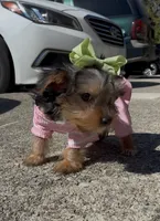 Coco , a female Yorkshire Terrier for sale in Dayton, OH – 8 of 8