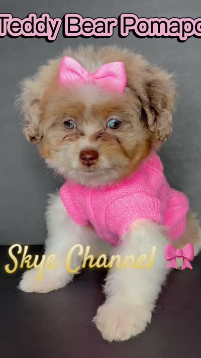 Skye Channel , a female Pomeranian and Poodle - Toy  for sale in Dayton, OH – 9 of 9