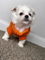 Archie , a male Maltipoo for sale in Dayton, OH – 2 of 7