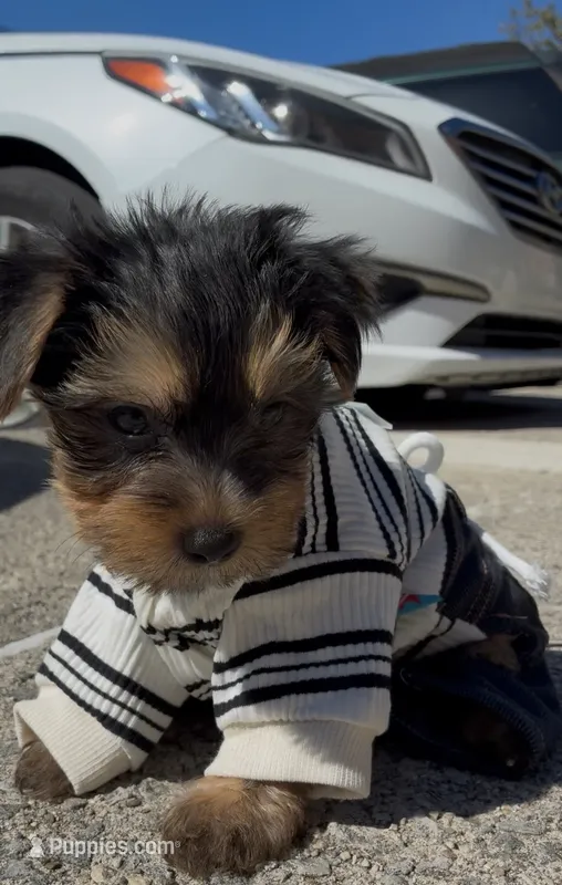 O’rion  – Yorkshire Terrier puppy for sale in Dayton, OH
