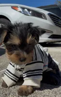 O’rion , a male Yorkshire Terrier for sale in Dayton, OH – 1 of 10
