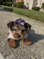 Tulip , a female Yorkshire Terrier for sale in Dayton, OH – 8 of 9