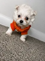Archie , a male Maltipoo for sale in Dayton, OH – 5 of 7